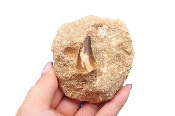 * SKAMIENIAŁY ZĄB W SKALE MOZAZAUR MOSASAUR ORYGINALNA SKAMIELINA NR M16 *