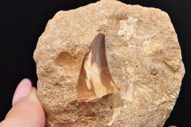 * SKAMIENIAŁY ZĄB W SKALE MOZAZAUR MOSASAUR ORYGINALNA SKAMIELINA NR M16 *