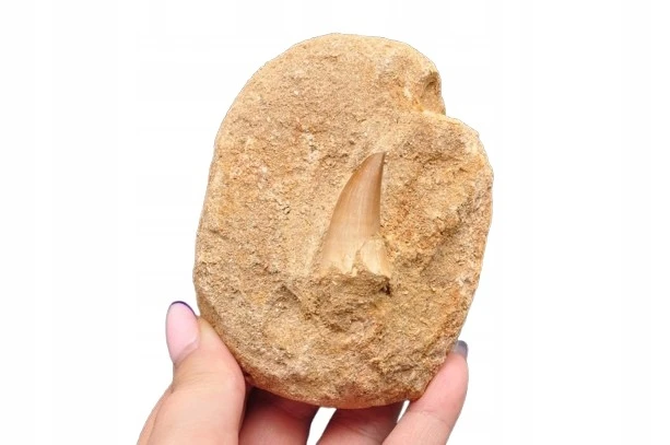 * SKAMIENIAŁY ZĄB W SKALE MOZAZAUR MOSASAUR DOSKONAŁY DO DEKORACJI NR M14 *