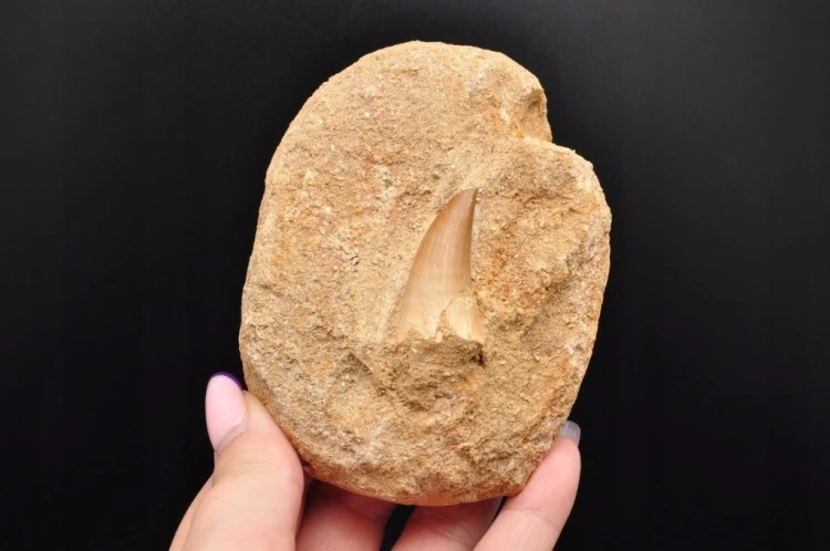 * SKAMIENIAŁY ZĄB W SKALE MOZAZAUR MOSASAUR DOSKONAŁY DO DEKORACJI NR M14 *