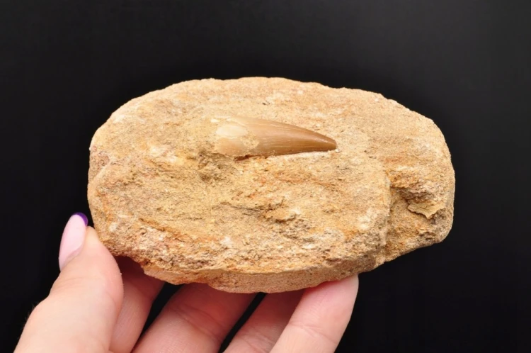 * SKAMIENIAŁY ZĄB W SKALE MOZAZAUR MOSASAUR DOSKONAŁY DO DEKORACJI NR M14 *