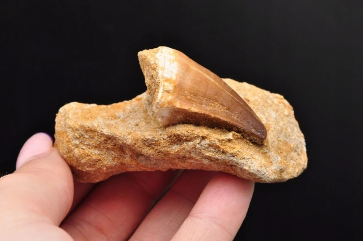 * SKAMIENIAŁY ZĄB W SKALE MOZAZAUR MOSASAUR ŚWIETNIE ZACHOWANY NR M12 *