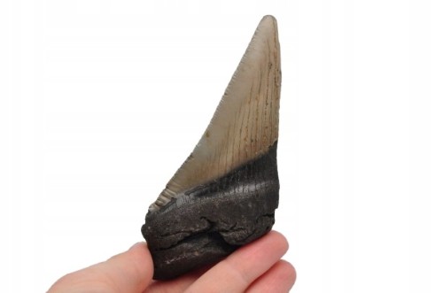 * MEGALODON REKIN SKAMIENIAŁY ZĄB USA POŁÓWKA ZĘBA DOSKONAŁA JAKOŚĆ NR 9 *