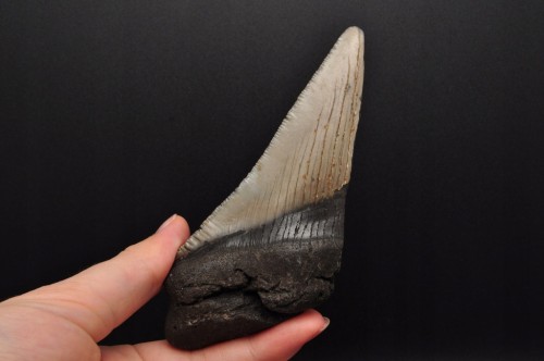 * MEGALODON REKIN SKAMIENIAŁY ZĄB USA POŁÓWKA ZĘBA DOSKONAŁA JAKOŚĆ NR 9 *