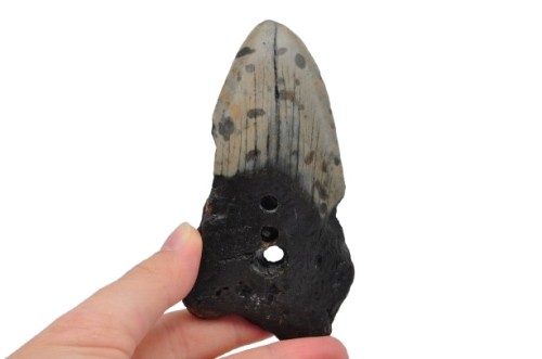 * MEGALODON REKIN SKAMIENIAŁY ZĄB MEGALODONA UNIKATOWA SKAMIENIAŁOŚĆ NR 7 *