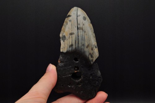 * MEGALODON REKIN SKAMIENIAŁY ZĄB MEGALODONA UNIKATOWA SKAMIENIAŁOŚĆ NR 7 *
