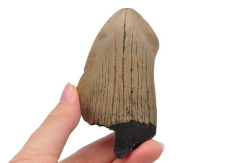 * MEGALODON REKIN SKAMIENIAŁY ZĄB MEGALODONA BARDZO DOBRA JAKOŚĆ NR 8 *