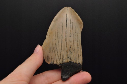 * MEGALODON REKIN SKAMIENIAŁY ZĄB MEGALODONA BARDZO DOBRA JAKOŚĆ NR 8 *