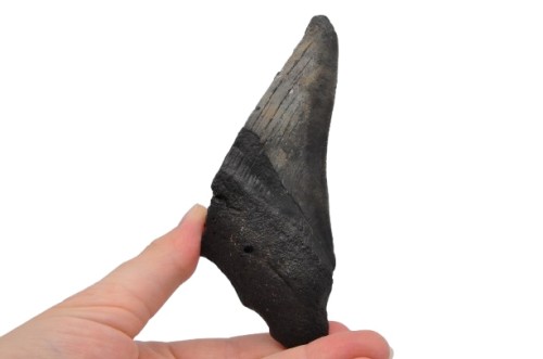 * MEGALODON REKIN ZĄB USA POŁÓWKA ZĘBA ORYGINALNA SKAMIENIAŁOŚĆ NR 11*