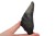 * MEGALODON REKIN ZĄB USA POŁÓWKA ZĘBA ORYGINALNA SKAMIENIAŁOŚĆ NR 11*