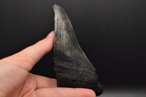 * MEGALODON REKIN ZĄB USA POŁÓWKA ZĘBA ORYGINALNA SKAMIENIAŁOŚĆ NR 11*