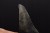 * MEGALODON REKIN ZĄB USA POŁÓWKA ZĘBA ORYGINALNA SKAMIENIAŁOŚĆ NR 11*
