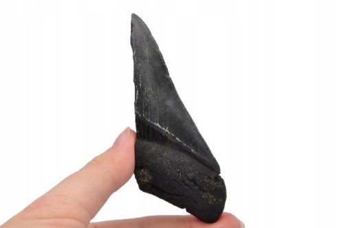 * MEGALODON REKIN ZĄB USA WYJĄTKOWY OKAZ DOBRA JAKOŚĆ POŁÓWKA ZĘBA NR 16 *