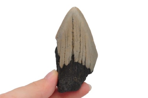 * MEGALODON REKIN SKAMIENIAŁY ZĄB PIĘKNIE ZACHOWANY OKAZ NR 13 *