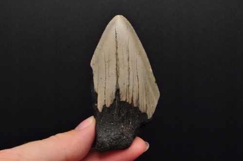 * MEGALODON REKIN SKAMIENIAŁY ZĄB PIĘKNIE ZACHOWANY OKAZ NR 13 *