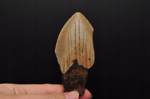 * MEGALODON REKIN SKAMIENIAŁY ZĄB UNIKAT DOSKONAŁY DO KOLEKCJI NR 14 *
