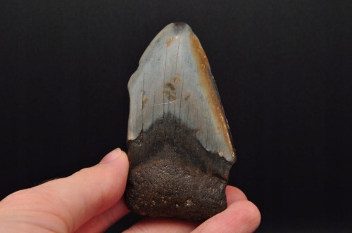 * MEGALODON REKIN SKAMIENIAŁY ZĄB RZADKA SKAMIENIAŁOŚĆ DO KOLEKCJI NR 15 *
