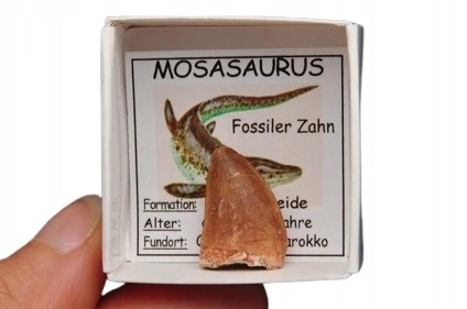 * SKAMIENIAŁY ZĄB MOZAZAUR MOSASAUR MAŁA SKAMIENIAŁOŚĆ W PUDEŁKU NR 10 *