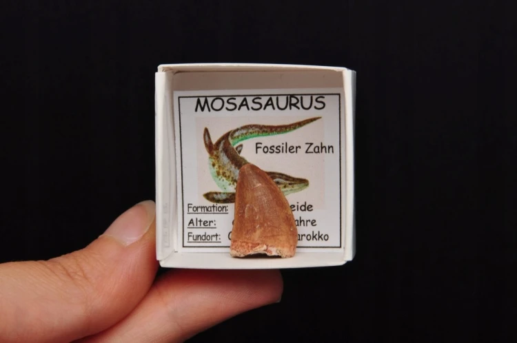* SKAMIENIAŁY ZĄB MOZAZAUR MOSASAUR MAŁA SKAMIENIAŁOŚĆ W PUDEŁKU NR 10 *