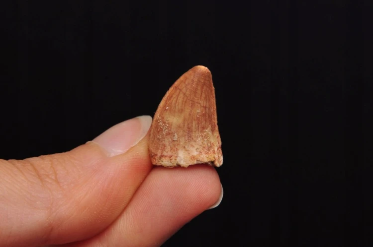 * SKAMIENIAŁY ZĄB MOZAZAUR MOSASAUR MAŁA SKAMIENIAŁOŚĆ W PUDEŁKU NR 10 *