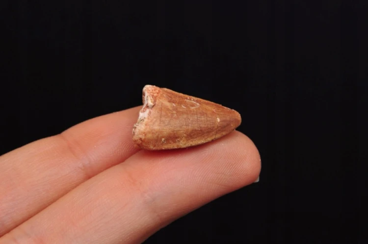 * SKAMIENIAŁY ZĄB MOZAZAUR MOSASAUR MAŁA SKAMIENIAŁOŚĆ W PUDEŁKU NR 10 *