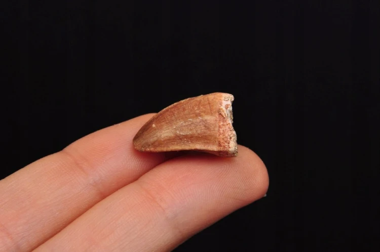 * SKAMIENIAŁY ZĄB MOZAZAUR MOSASAUR MAŁA SKAMIENIAŁOŚĆ W PUDEŁKU NR 10 *