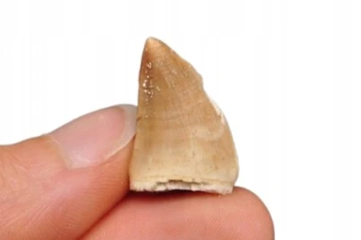 * SKAMIENIAŁY ZĄB MOZAZAUR MOSASAUR UROKLIWY OKAZ NA PREZENT NR 8 *