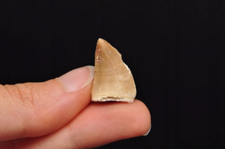 * SKAMIENIAŁY ZĄB MOZAZAUR MOSASAUR UROKLIWY OKAZ NA PREZENT NR 8 *