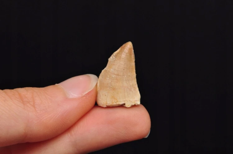 * SKAMIENIAŁY ZĄB MOZAZAUR MOSASAUR UROKLIWY OKAZ NA PREZENT NR 8 *