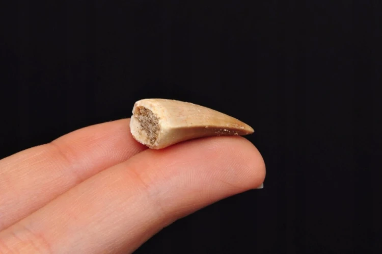 * SKAMIENIAŁY ZĄB MOZAZAUR MOSASAUR UROKLIWY OKAZ NA PREZENT NR 8 *