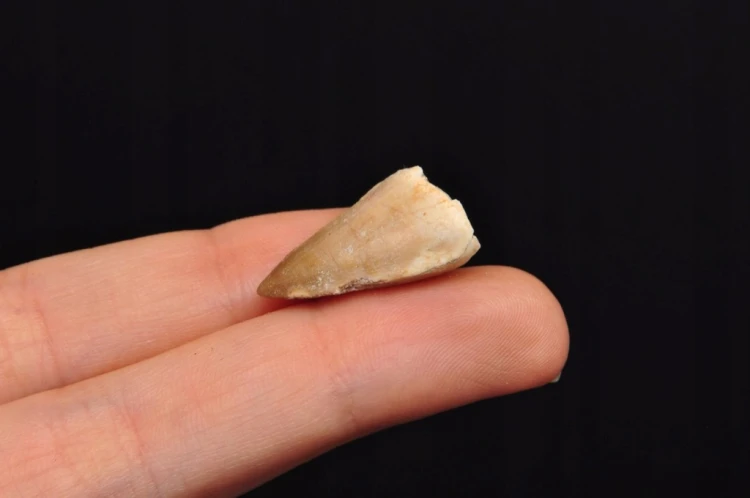 * SKAMIENIAŁY ZĄB MOZAZAUR MOSASAUR UROKLIWY OKAZ NA PREZENT NR 8 *