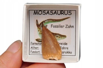 * SKAMIENIAŁY ZĄB MOZAZAUR MOSASAUR PRAWDZIWA SKAMIENIAŁOŚĆ NR 7 *