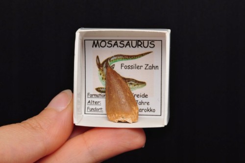 * SKAMIENIAŁY ZĄB MOZAZAUR MOSASAUR PRAWDZIWA SKAMIENIAŁOŚĆ NR 7 *