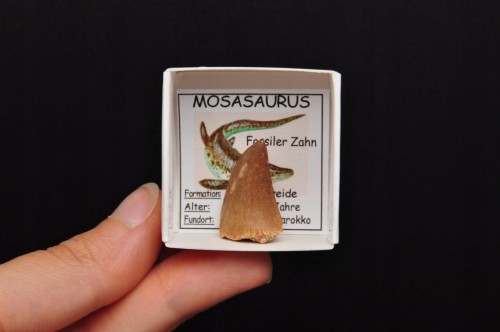 * SKAMIENIAŁY ZĄB MOZAZAUR MOSASAUR BARDZO DOBRA JAKOŚĆ NR 6 *