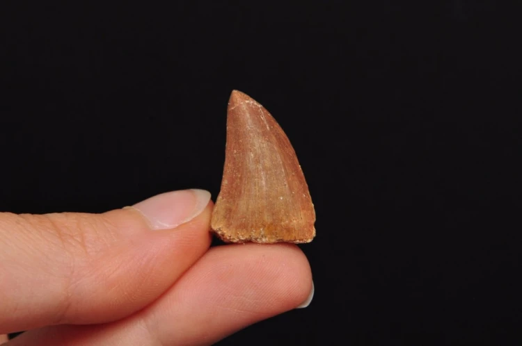 * SKAMIENIAŁY ZĄB MOZAZAUR MOSASAUR BARDZO DOBRA JAKOŚĆ NR 6 *