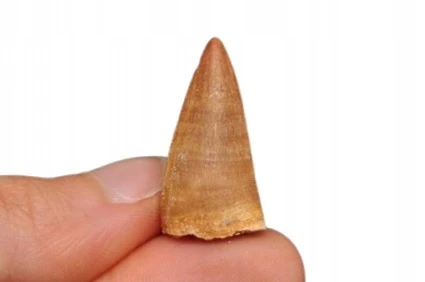 * SKAMIENIAŁY ZĄB MOZAZAUR MOSASAUR ORYGINALNY OKAZ NR 4 *