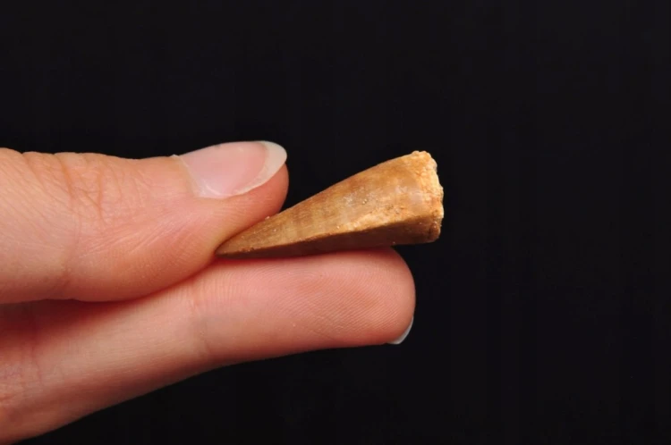 * SKAMIENIAŁY ZĄB MOZAZAUR MOSASAUR ORYGINALNY OKAZ NR 4 *