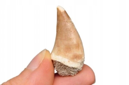 * SKAMIENIAŁY ZĄB MOZAZAUR MOSASAUR CIEKAWY OKAZ W PUDEŁKU NR 2 *