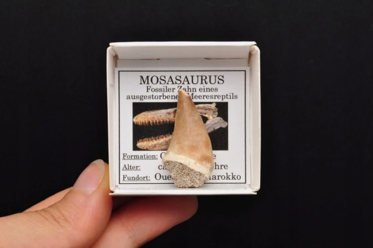 * SKAMIENIAŁY ZĄB MOZAZAUR MOSASAUR CIEKAWY OKAZ W PUDEŁKU NR 2 *