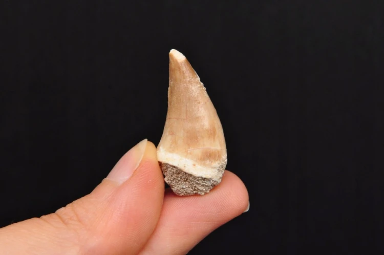 * SKAMIENIAŁY ZĄB MOZAZAUR MOSASAUR CIEKAWY OKAZ W PUDEŁKU NR 2 *
