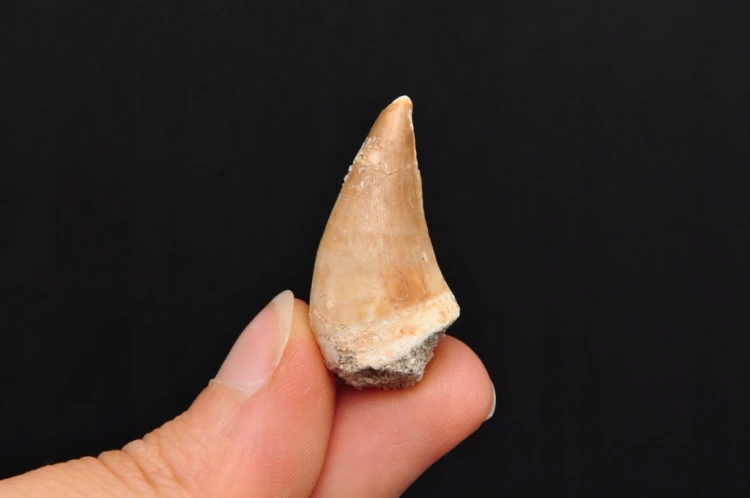 * SKAMIENIAŁY ZĄB MOZAZAUR MOSASAUR CIEKAWY OKAZ W PUDEŁKU NR 2 *