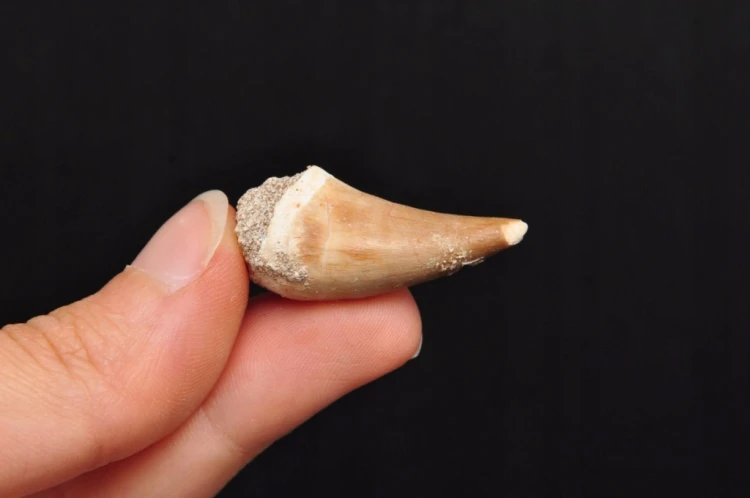 * SKAMIENIAŁY ZĄB MOZAZAUR MOSASAUR CIEKAWY OKAZ W PUDEŁKU NR 2 *