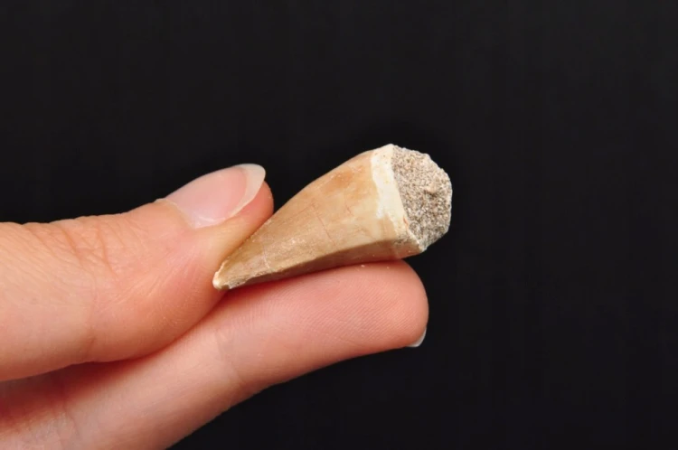 * SKAMIENIAŁY ZĄB MOZAZAUR MOSASAUR CIEKAWY OKAZ W PUDEŁKU NR 2 *
