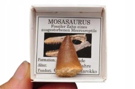 * SKAMIENIAŁY ZĄB MOZAZAUR MOSASAUR BARDZO DOBRZE ZACHOWANY OKAZ NR 1 *