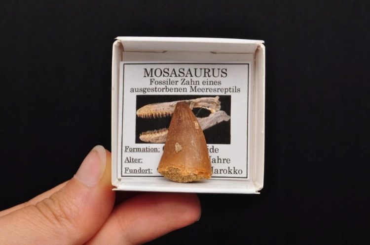 * SKAMIENIAŁY ZĄB MOZAZAUR MOSASAUR BARDZO DOBRZE ZACHOWANY OKAZ NR 1 *
