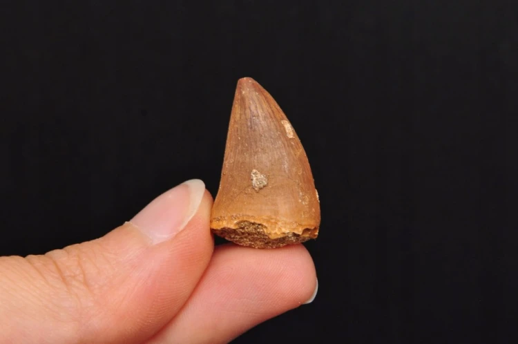* SKAMIENIAŁY ZĄB MOZAZAUR MOSASAUR BARDZO DOBRZE ZACHOWANY OKAZ NR 1 *