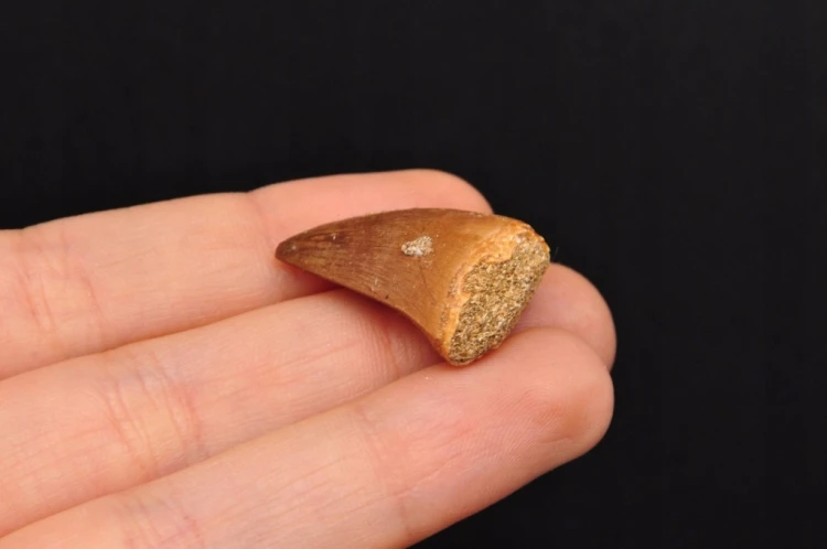 * SKAMIENIAŁY ZĄB MOZAZAUR MOSASAUR BARDZO DOBRZE ZACHOWANY OKAZ NR 1 *