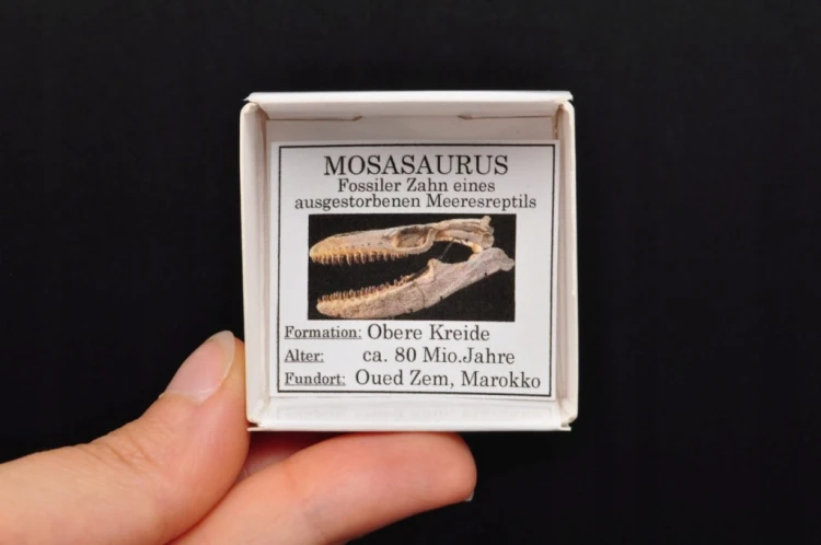 * SKAMIENIAŁY ZĄB MOZAZAUR MOSASAUR BARDZO DOBRZE ZACHOWANY OKAZ NR 1 *