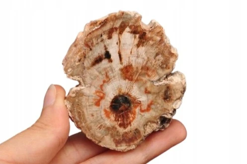 * SKAMIENIAŁE DREWNO UROKLIWY MAŁY PLASTER CIEKAWY WZÓR NR 2 *