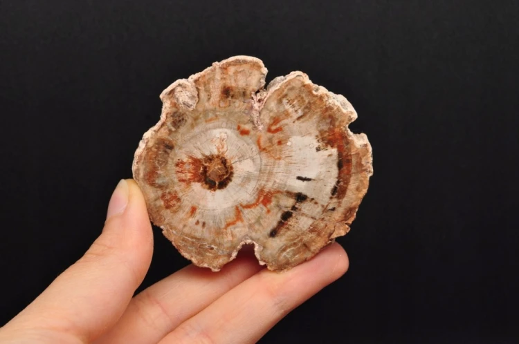 * SKAMIENIAŁE DREWNO UROKLIWY MAŁY PLASTER CIEKAWY WZÓR NR 2 *